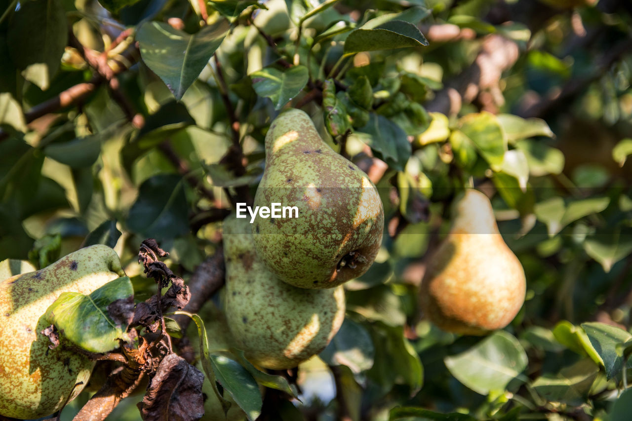 food, food and drink, healthy eating, fruit, plant, leaf, plant part, growth, agriculture, wellbeing, nature, tree, freshness, flower, no people, produce, green, organic, ripe, crop, outdoors, close-up, day, land, fruit tree, vegetable, branch, tropical fruit, beauty in nature, environment, juicy, landscape, farm