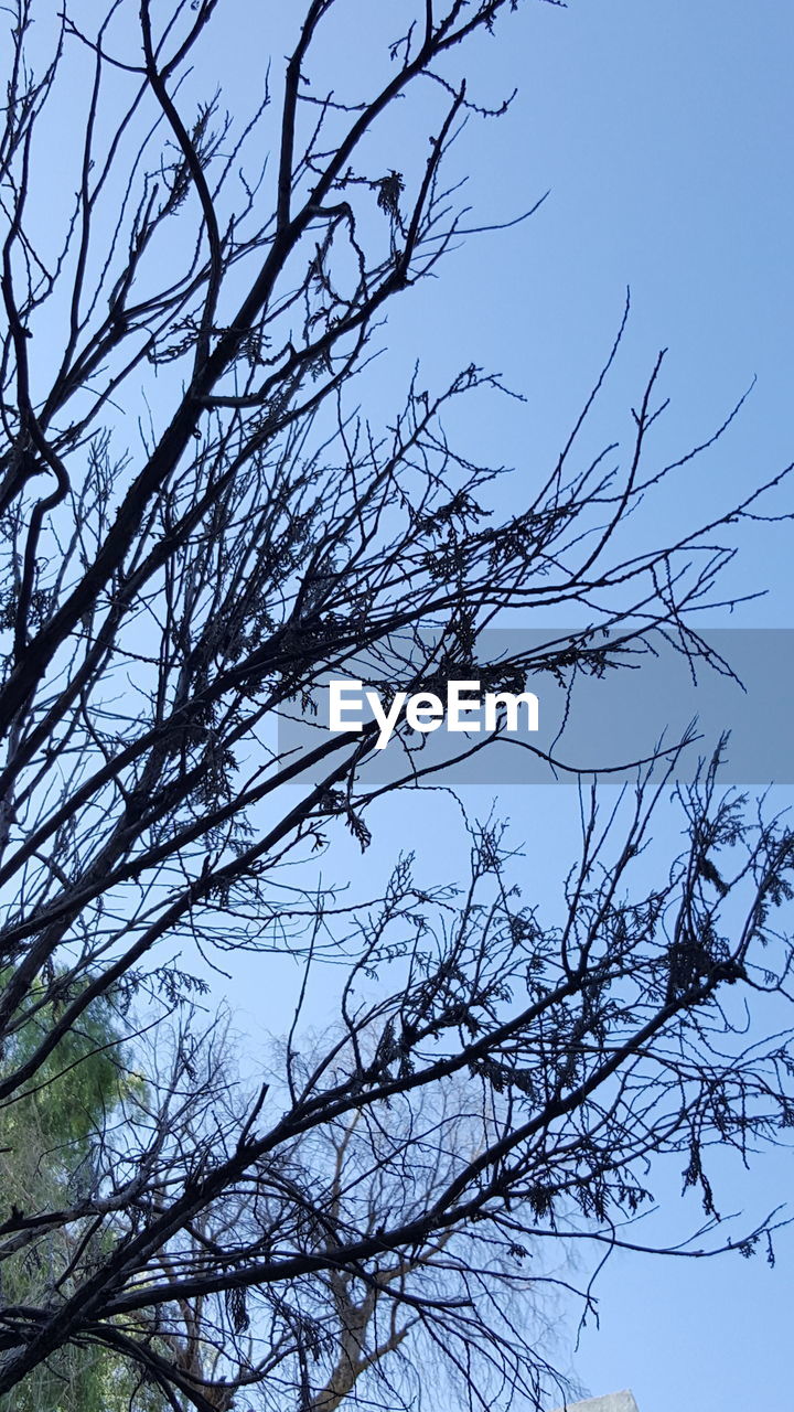 LOW ANGLE VIEW OF TREE AGAINST CLEAR SKY