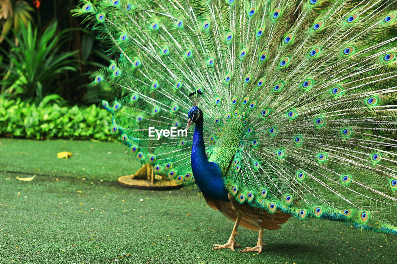 Peacock dancing in the garden