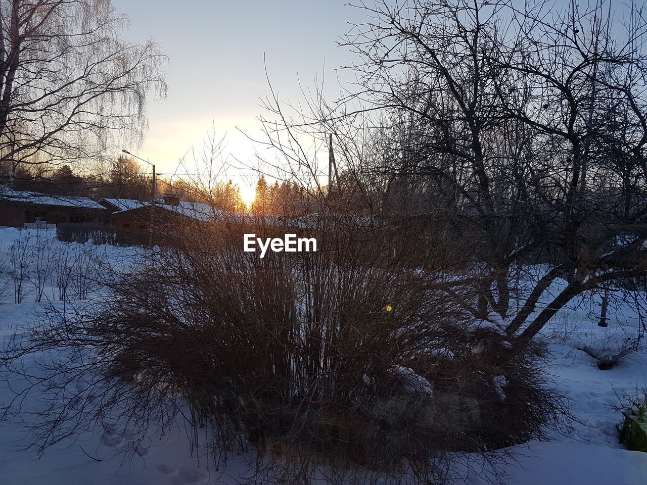 BARE TREES ON FROZEN RIVER DURING WINTER