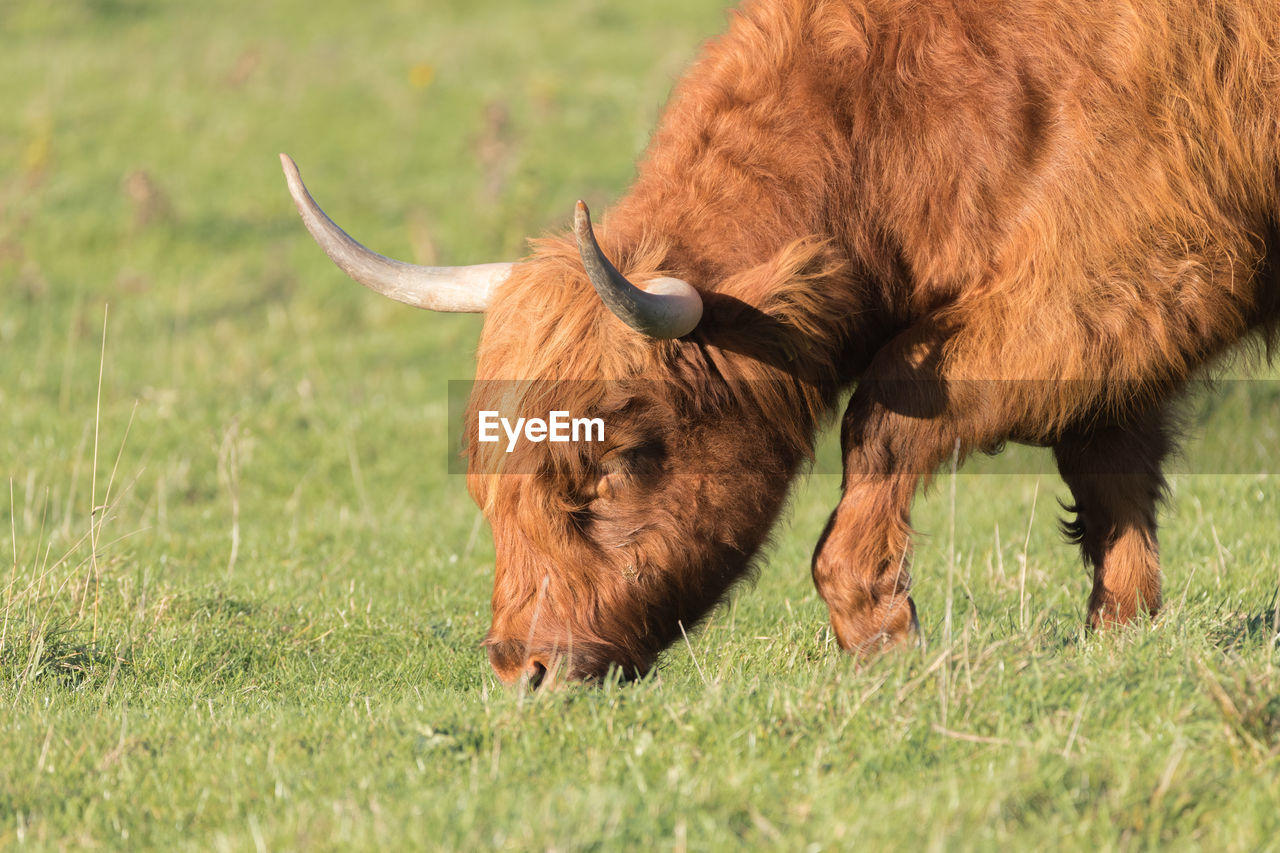 Scottish highlander in a field