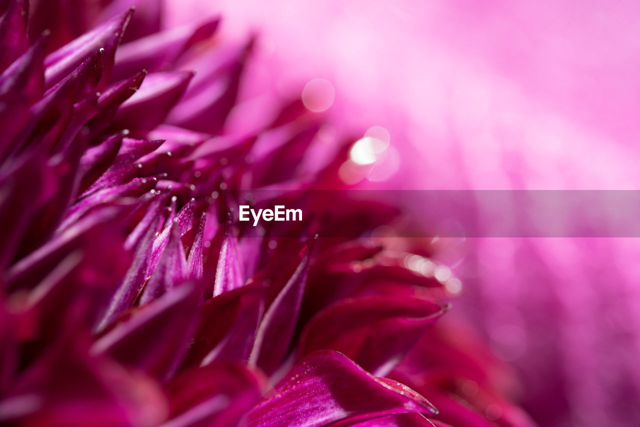 CLOSE-UP OF PINK FLOWERS BLOOMING OUTDOORS