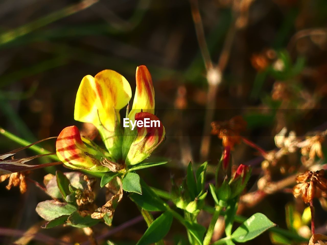 Close-up of yellow flowering plant