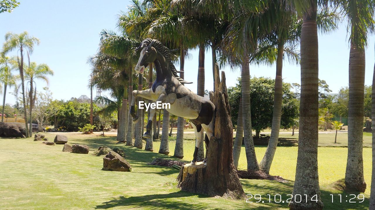 VIEW OF TREES ON FARM