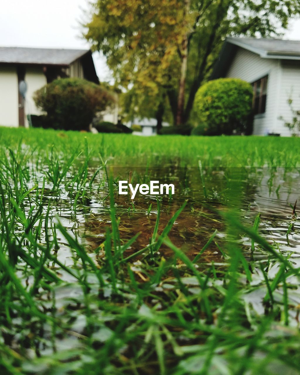 GRASS BY TREES AND HOUSES