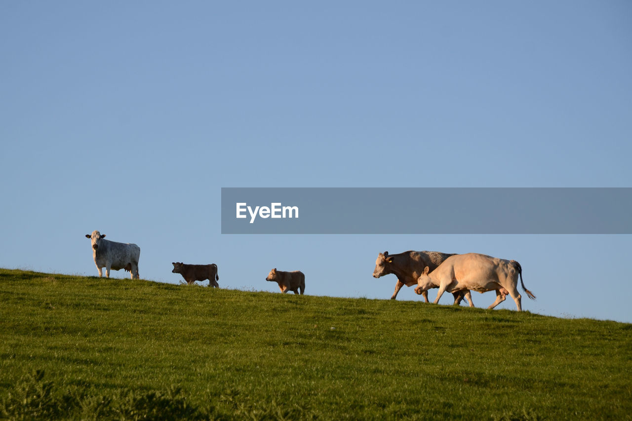 Low angle view of cattle on field against clear blue sky