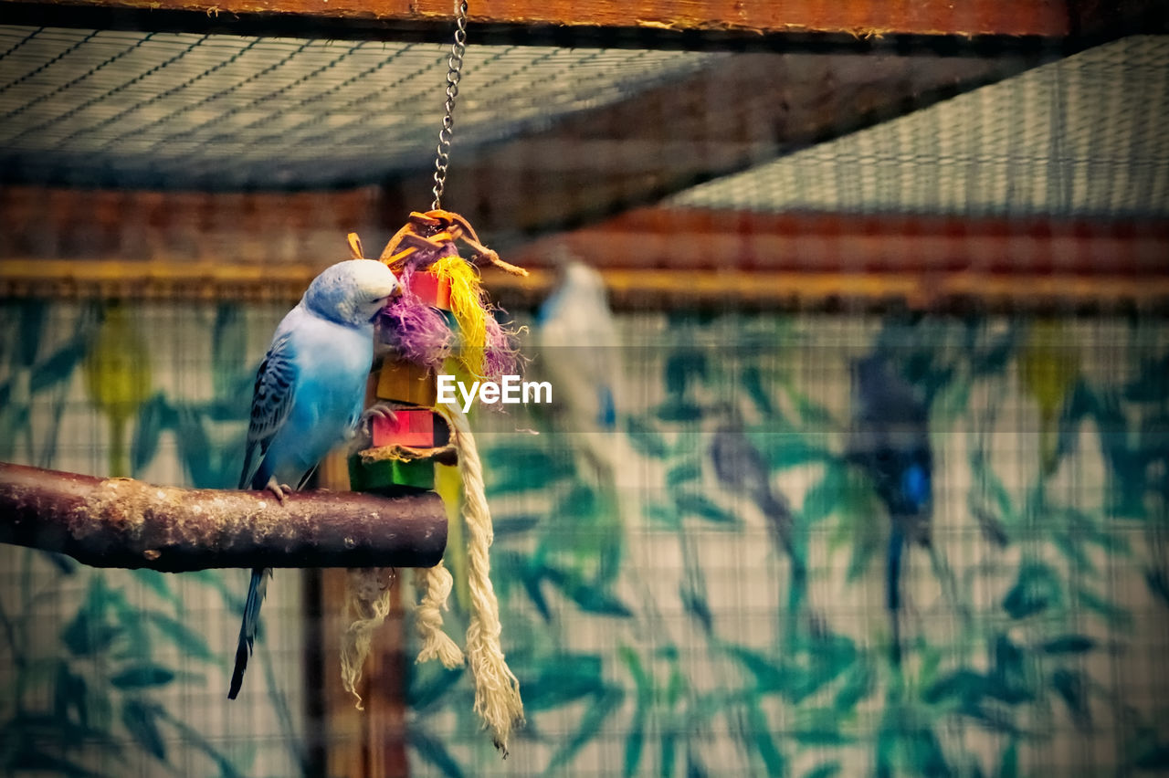 animal, animal themes, bird, blue, animal wildlife, perching, wildlife, hanging, parrot, no people, focus on foreground, day, multi colored, nature, one animal, pet, outdoors, cage, birdcage, green, animals in captivity
