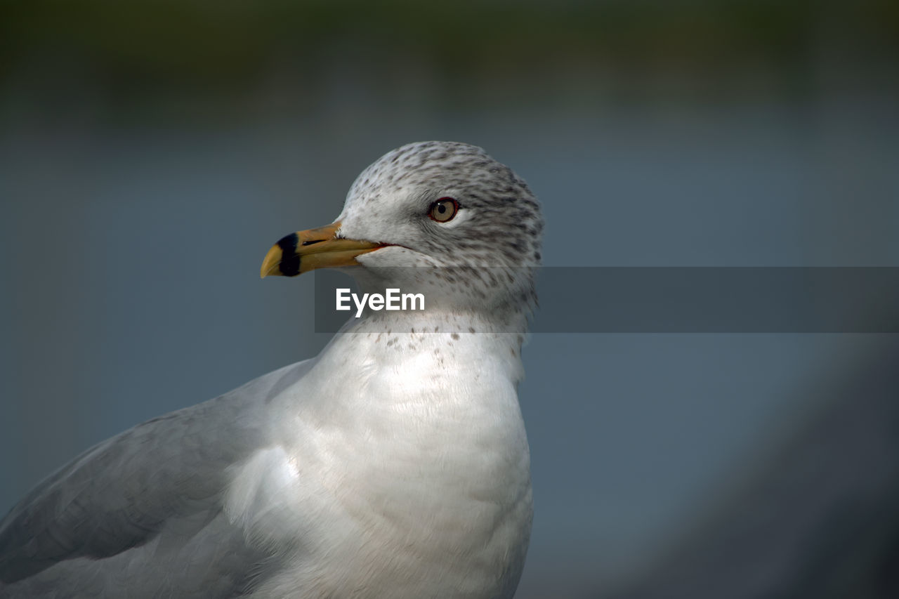 Close-up of seagull against lake