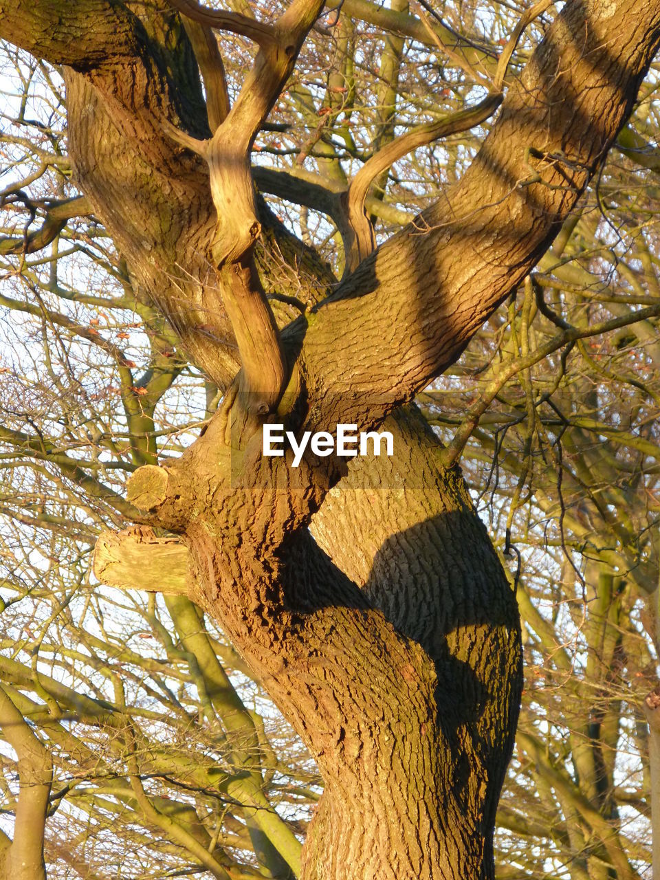 LOW ANGLE VIEW OF TREE