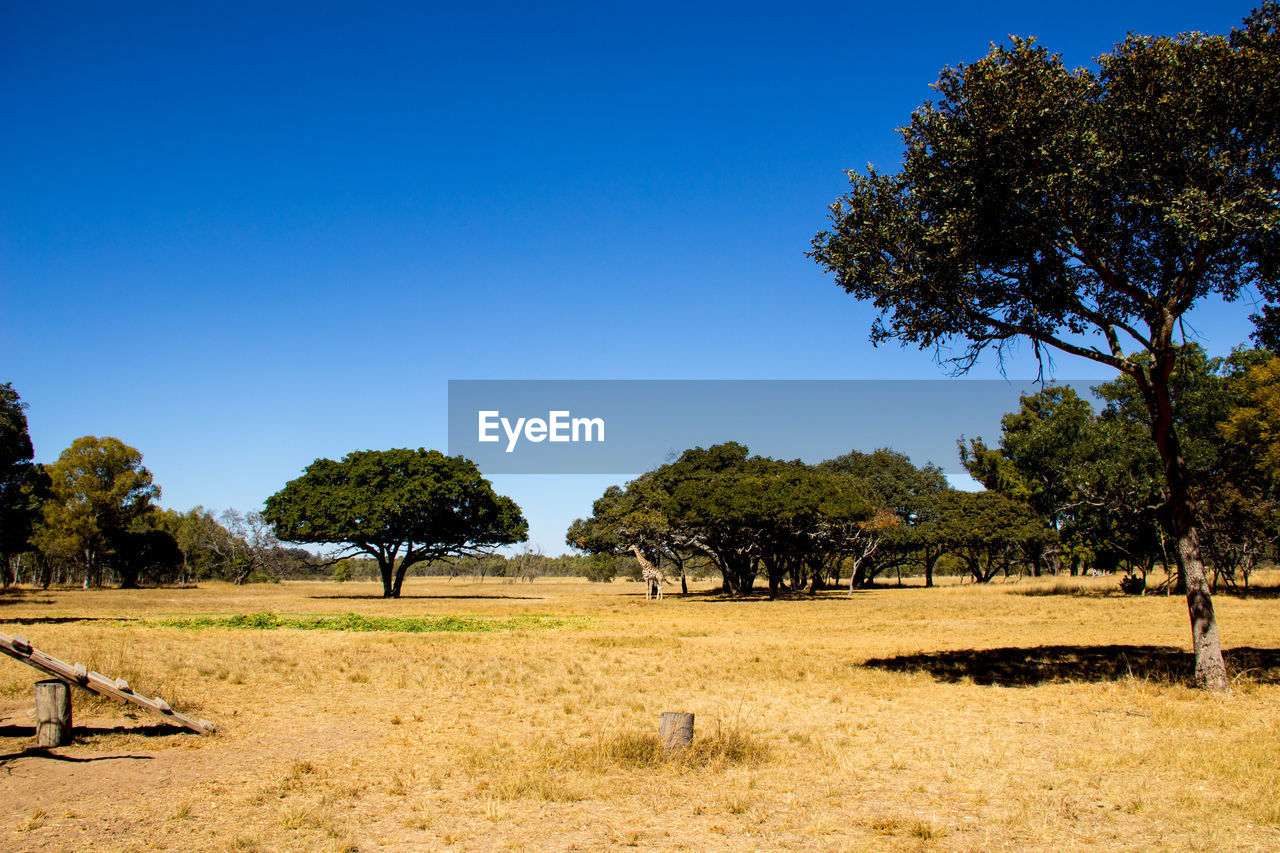 Trees on landscape against clear blue sky