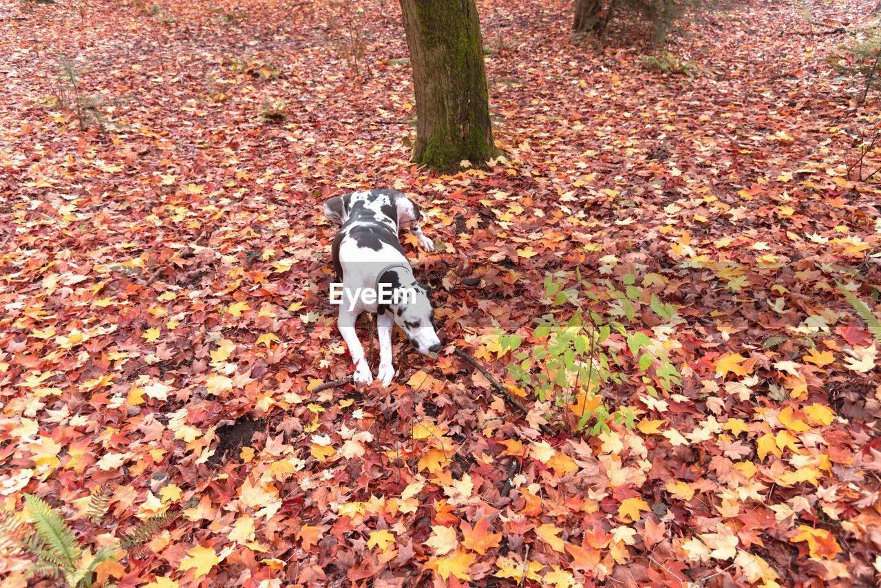 High angle view of dog on maple leaves in forest during autumn