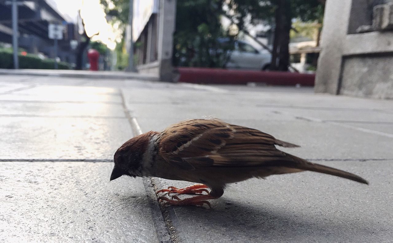 Close-up of sparrow on footpath