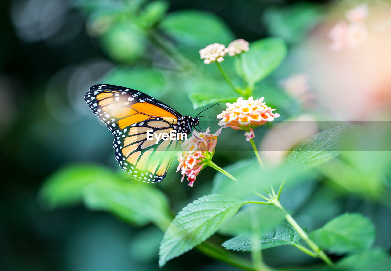 Close-up of butterfly pollinating on leaf