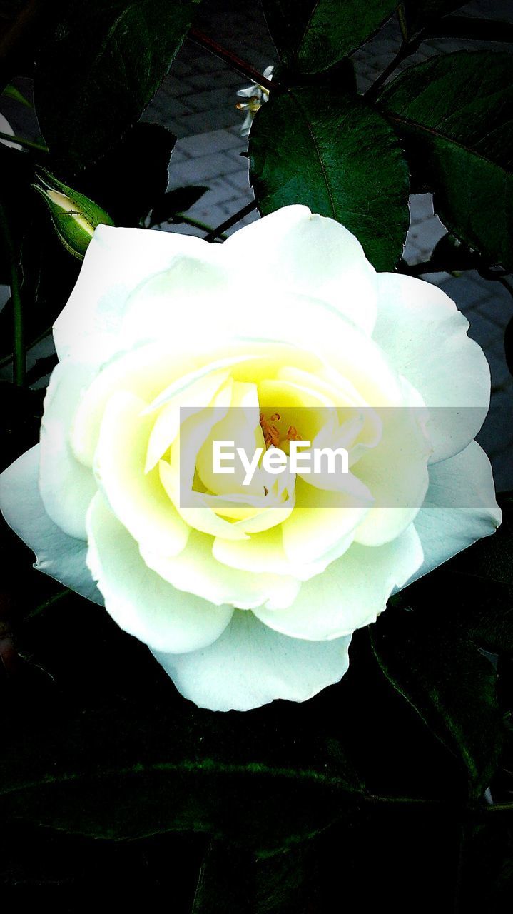 CLOSE-UP OF WHITE ROSE BLOOMING OUTDOORS