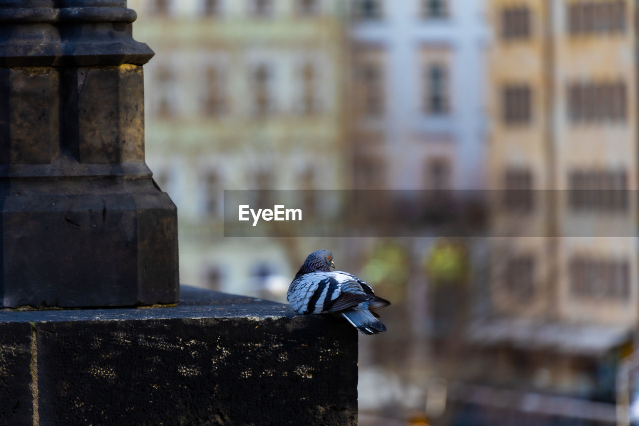 Close-up of pigeon perching on building