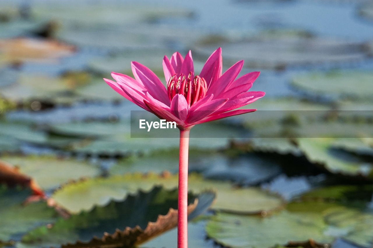 flower, flowering plant, water, water lily, plant, beauty in nature, freshness, lake, pink, nature, lotus water lily, leaf, lily, petal, close-up, plant part, flower head, fragility, inflorescence, focus on foreground, floating, floating on water, no people, outdoors, day, aquatic plant, growth, reflection, macro photography, proteales, red, tranquility