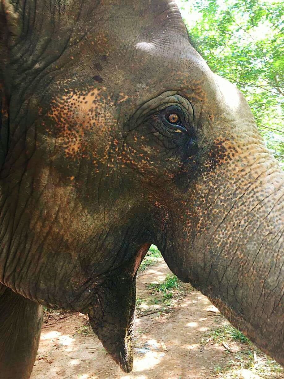 CLOSE-UP OF ELEPHANT IN TREE