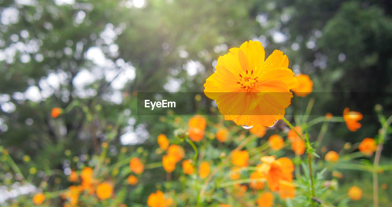 CLOSE-UP OF YELLOW FLOWERING PLANT