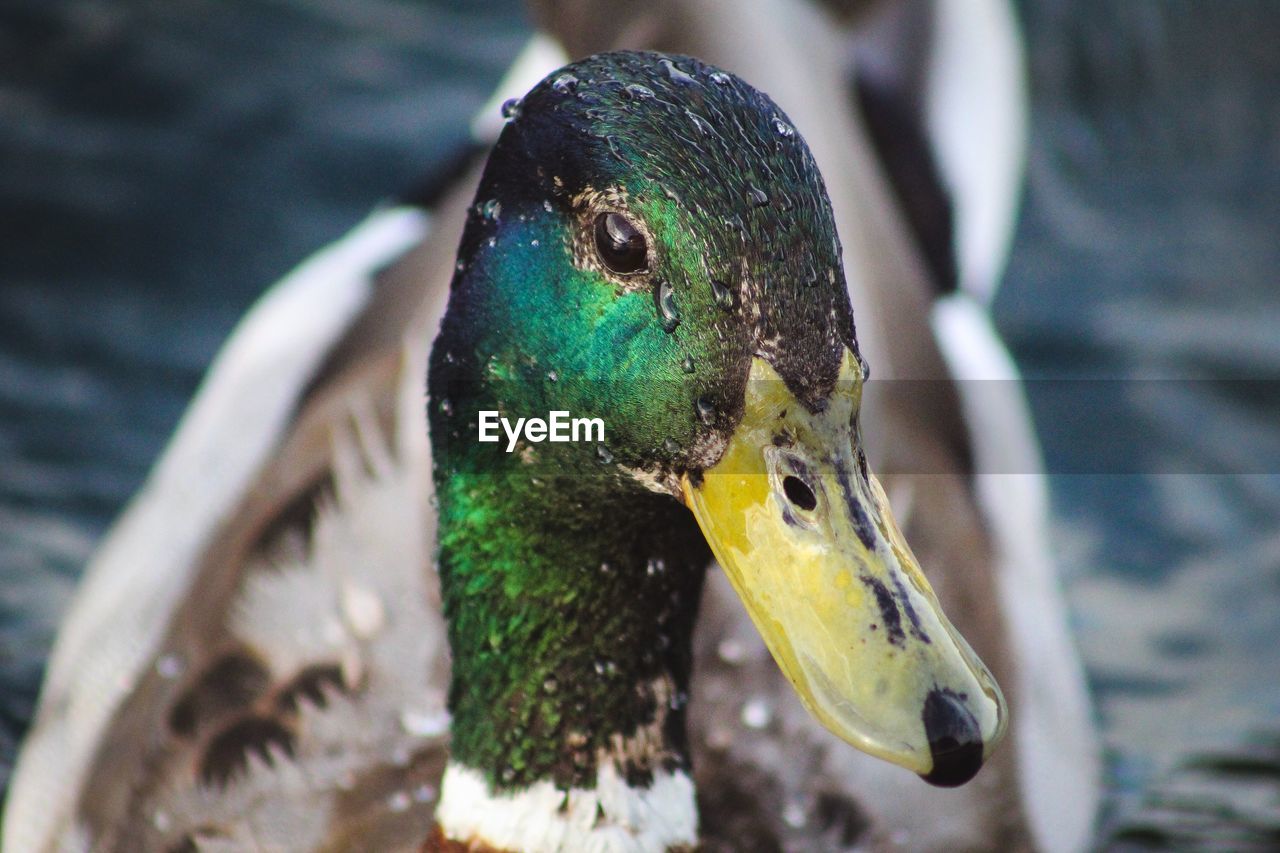 Close up of mallard duck head