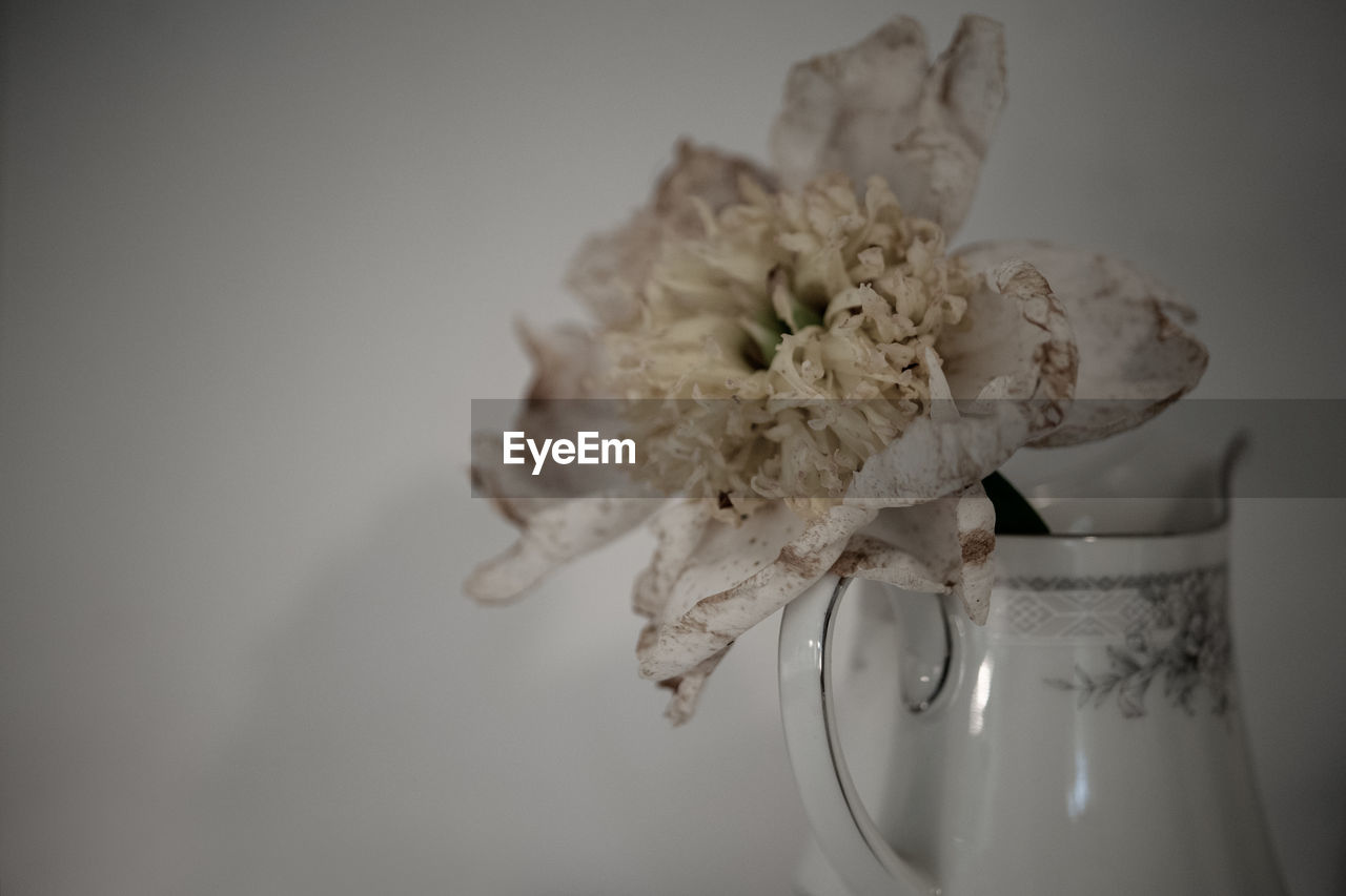 CLOSE-UP OF WHITE FLOWER ON TABLE AGAINST WALL