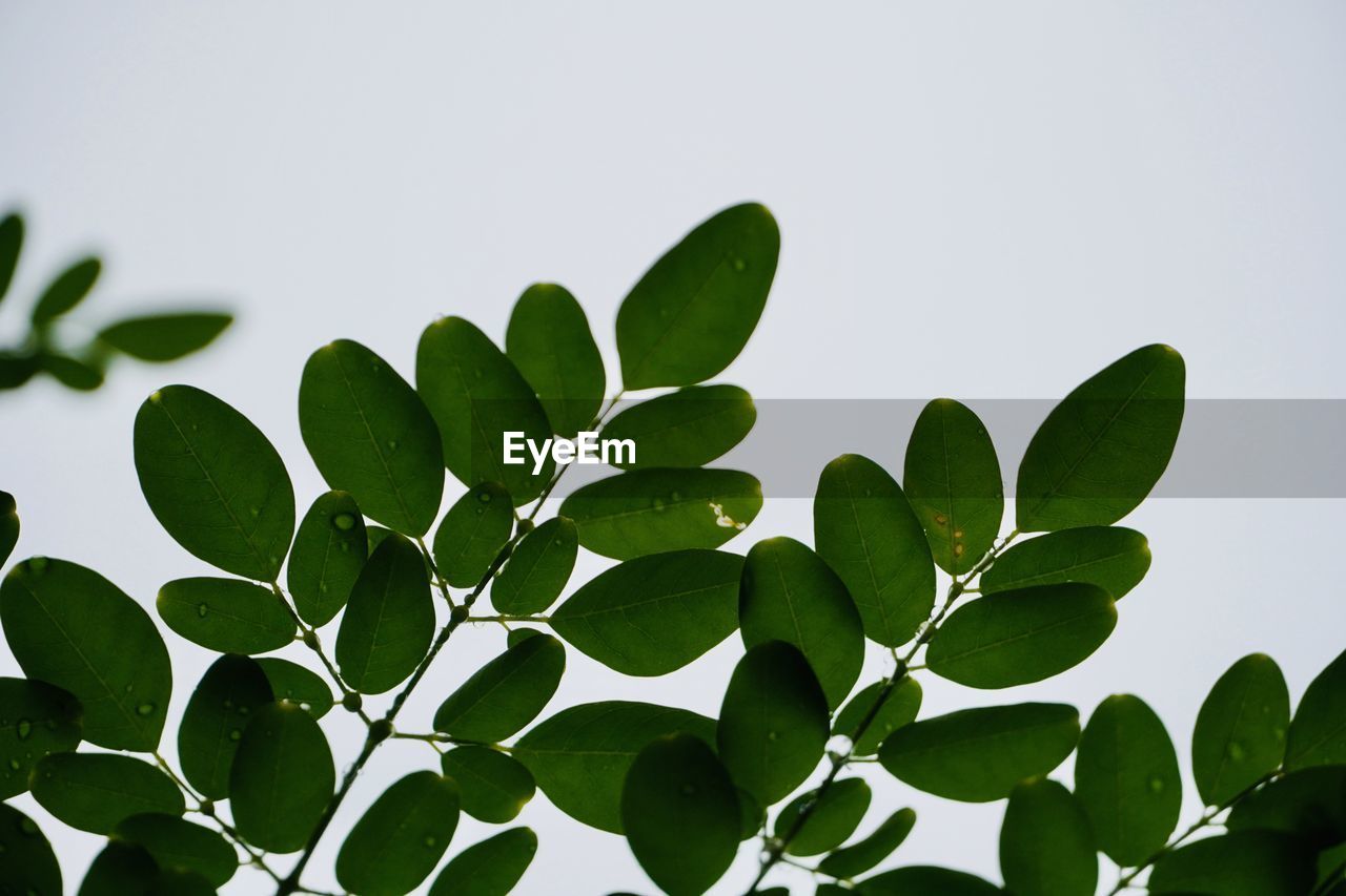 LOW ANGLE VIEW OF LEAVES AGAINST WHITE BACKGROUND