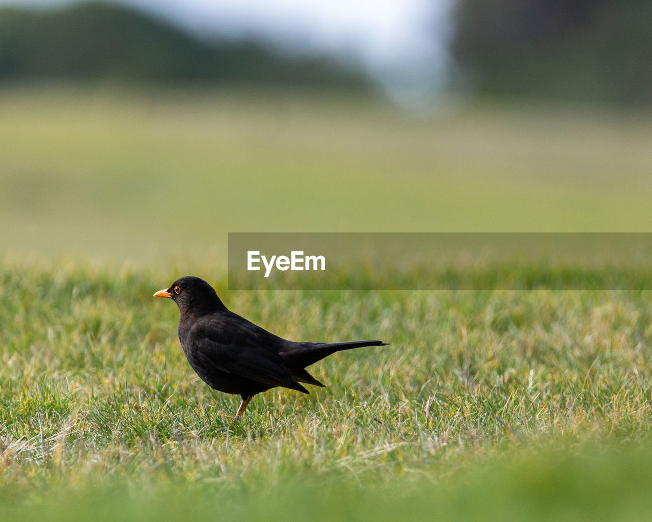 Bird perching on grass