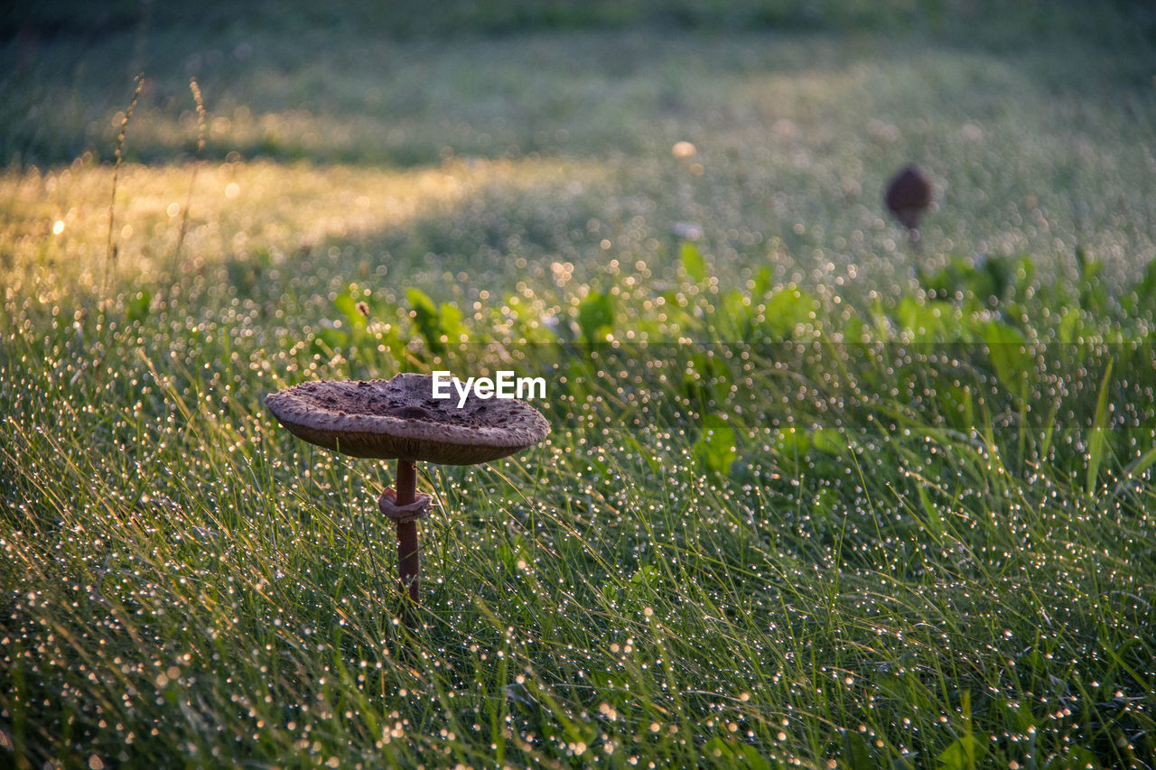 Close-up of grass growing in field