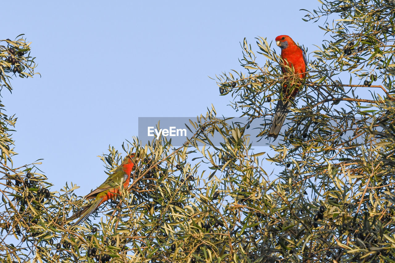 BIRD PERCHING ON A TREE