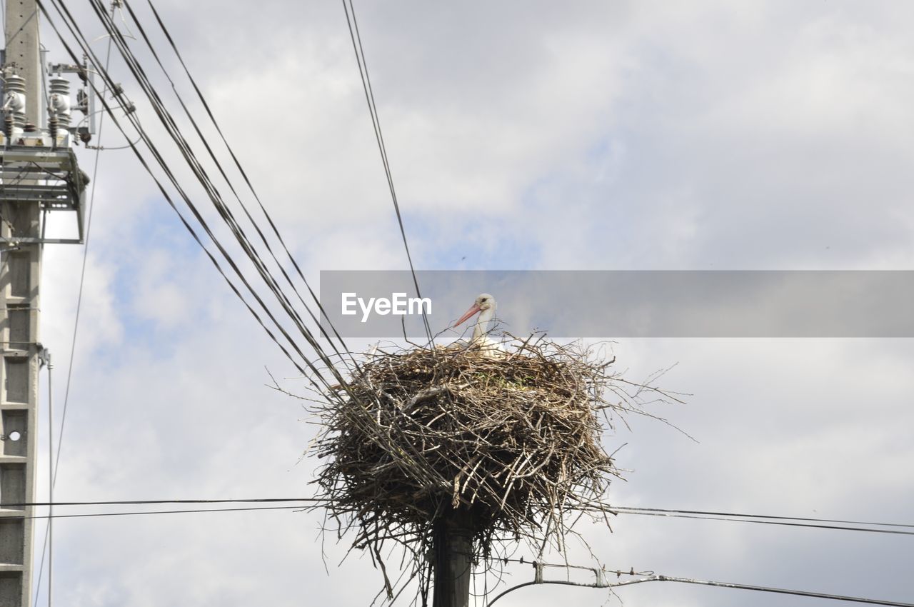 Avairo stork nest in portugal