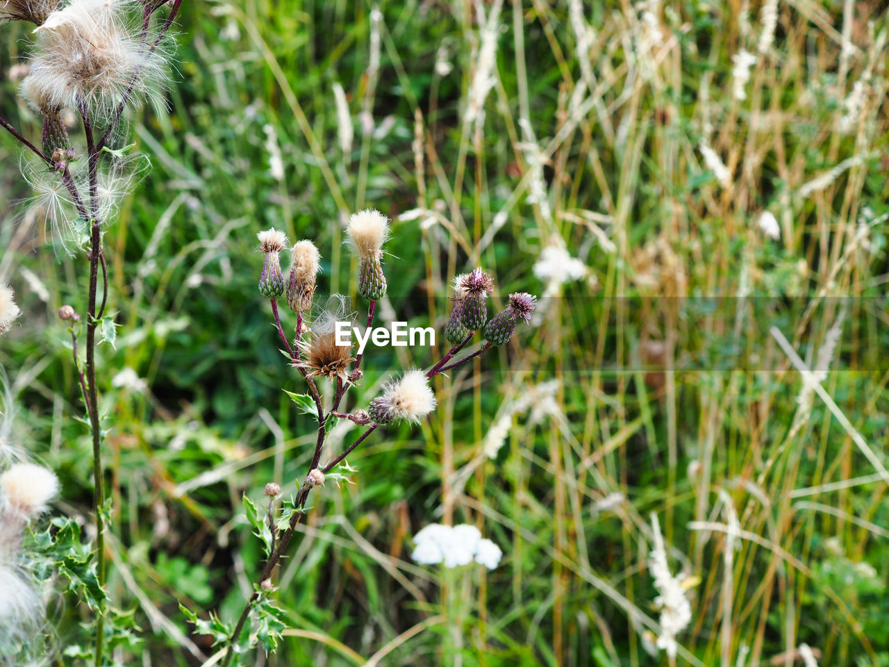 Close-up of purple flowering plant on field