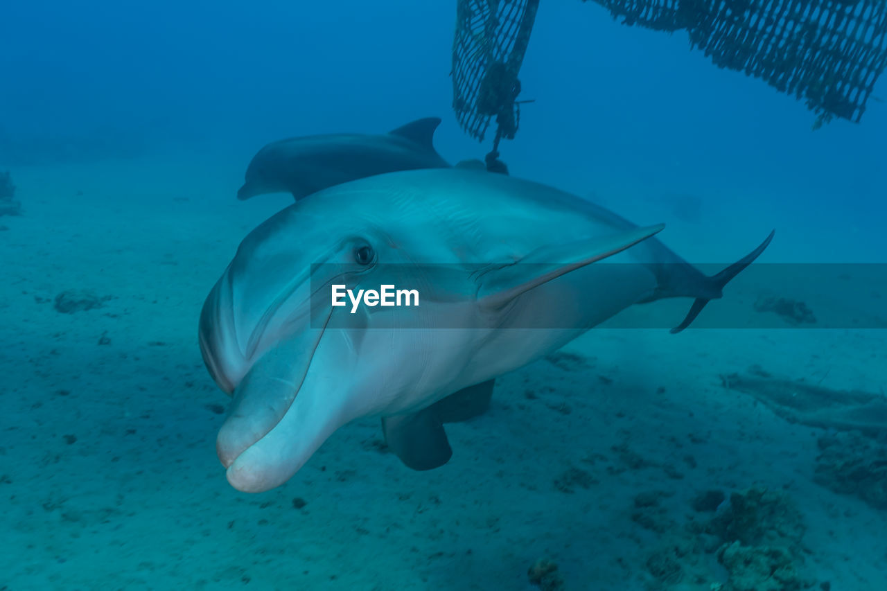 Dolphin swimming in the red sea, eilat israel