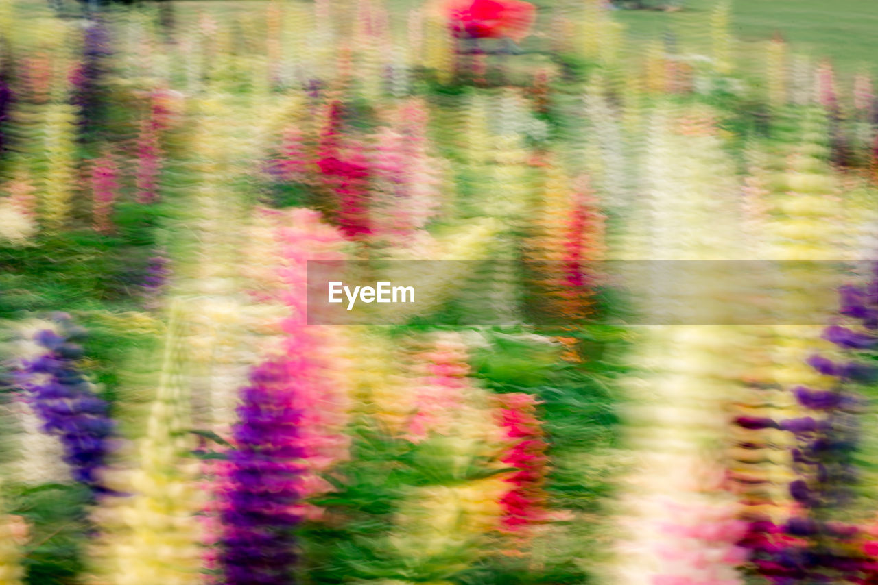 FULL FRAME SHOT OF COLORFUL FLOWERING PLANTS