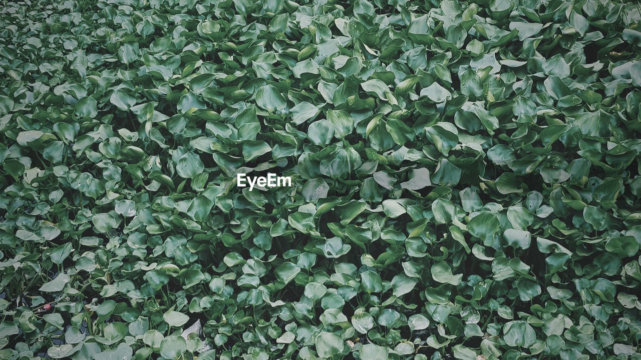 Full frame shot of ivy growing on field