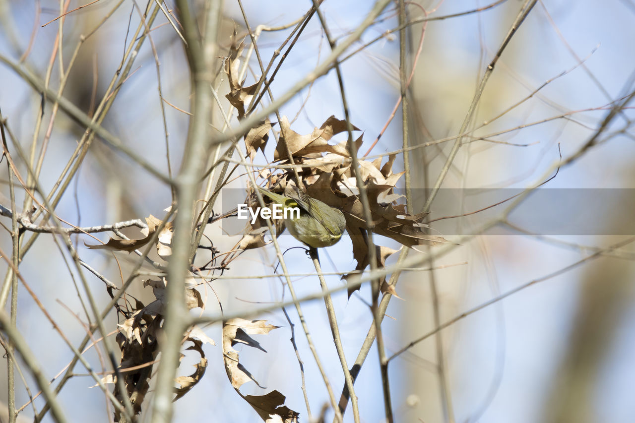 spring, branch, twig, plant, nature, winter, tree, close-up, flower, animal wildlife, no people, animal, thorns, spines, and prickles, bird, animal themes, sky, leaf, focus on foreground, wildlife, beauty in nature, macro photography, outdoors, selective focus, dry, day, autumn, blossom, low angle view