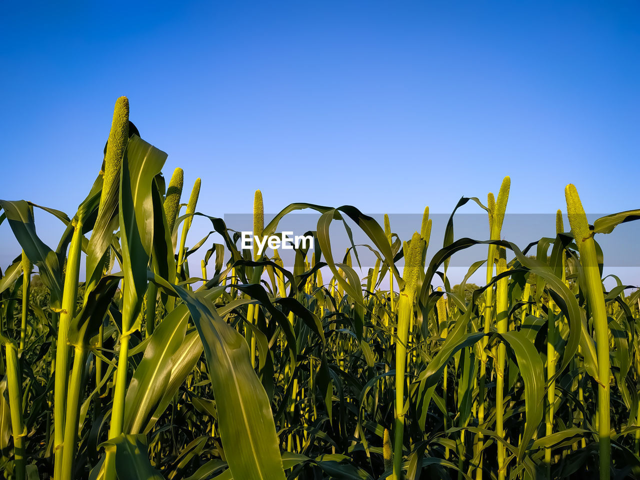 CORN FIELD AGAINST CLEAR BLUE SKY