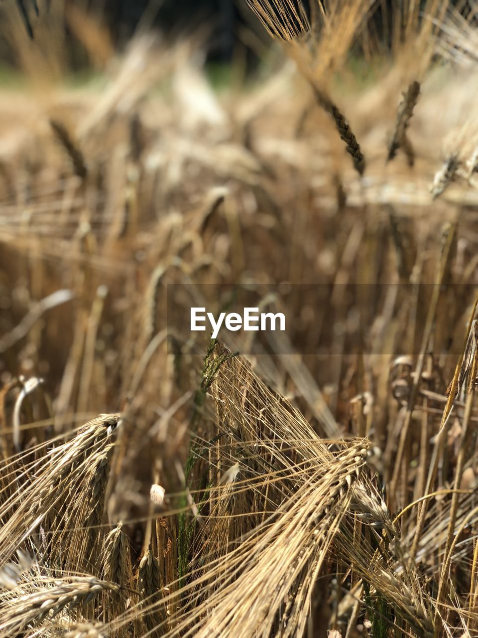 Grain field 