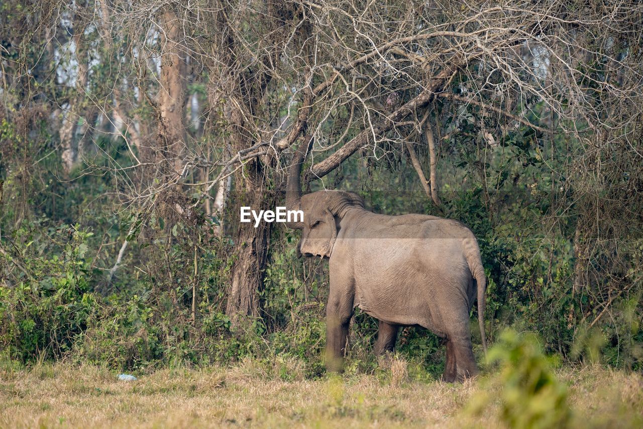 side view of elephant on field