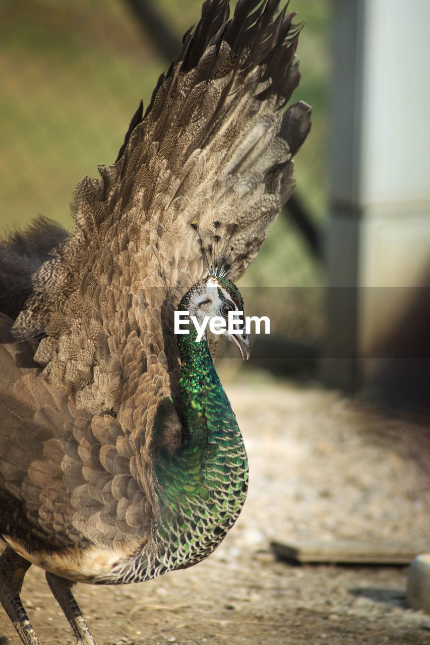 Close-up of peacock