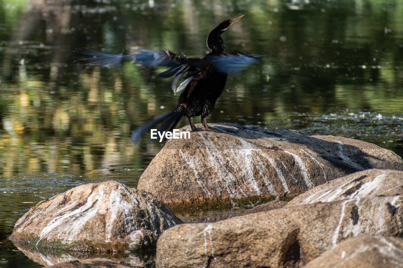 Australasian darter anhinga novaehollandiae shaking water off its wings on a rock by a lake
