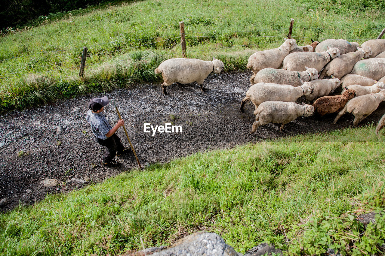 High angle view of man walking with sheep on land