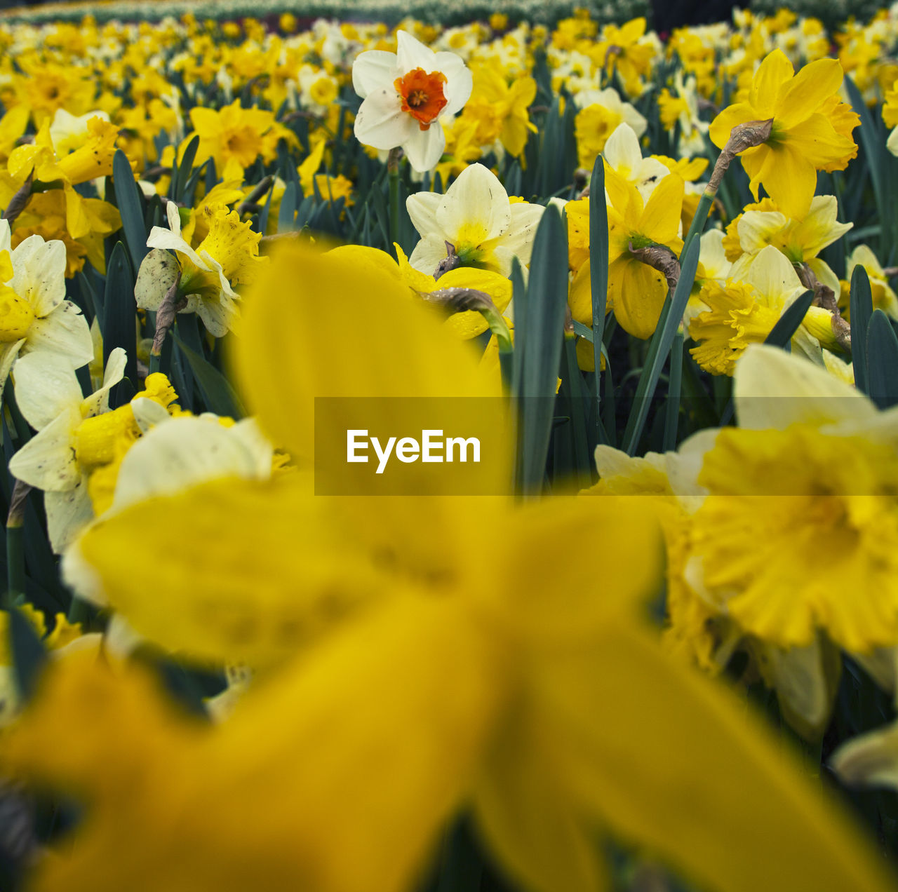 CLOSE-UP OF FRESH YELLOW FLOWERS BLOOMING OUTDOORS