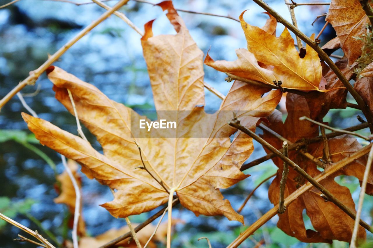 Close-up of maple leaves on plant