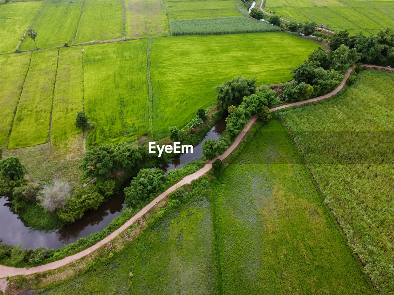 HIGH ANGLE VIEW OF RICE PADDY FIELD