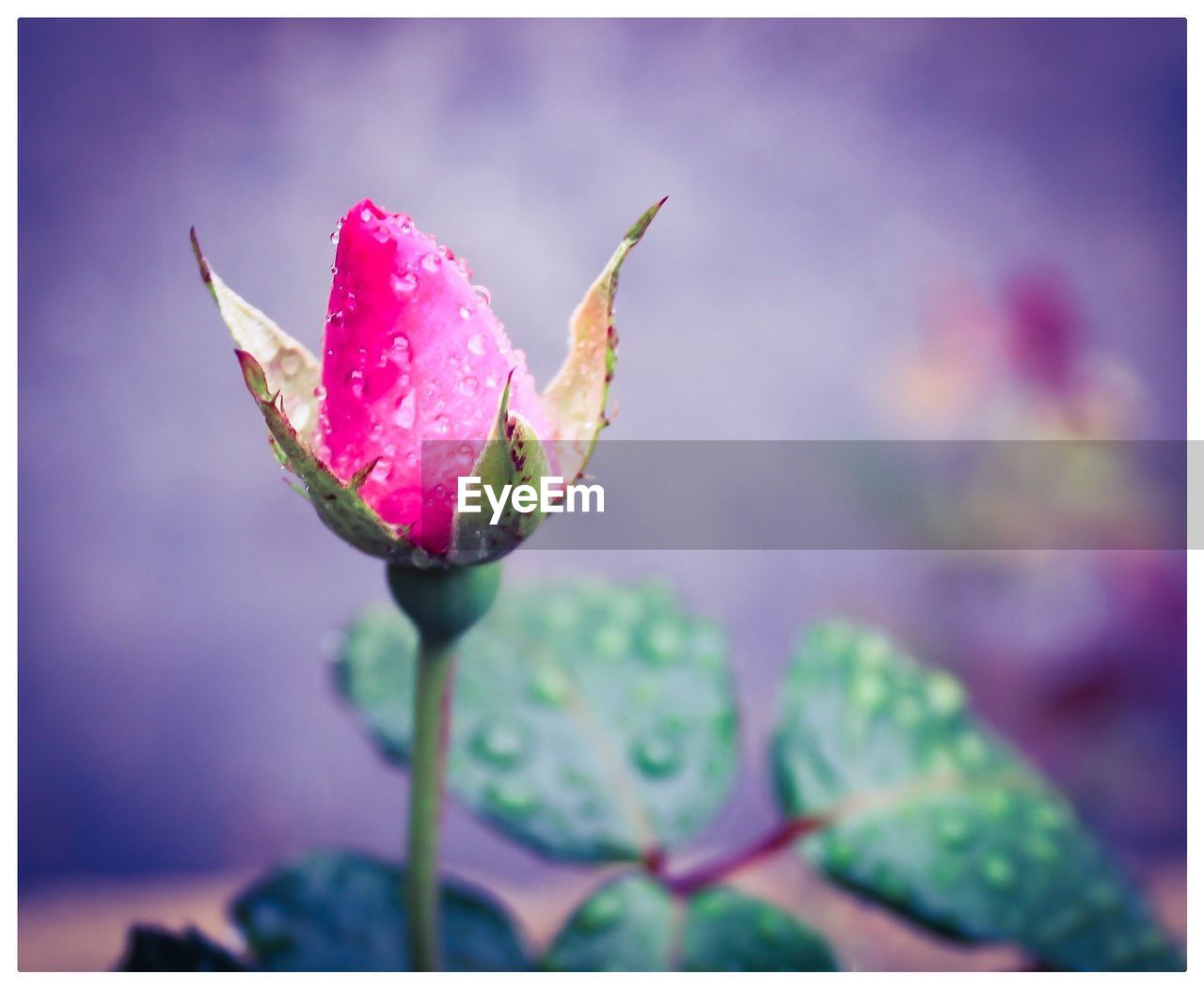 CLOSE-UP OF FLOWER WITH WATER DROPS