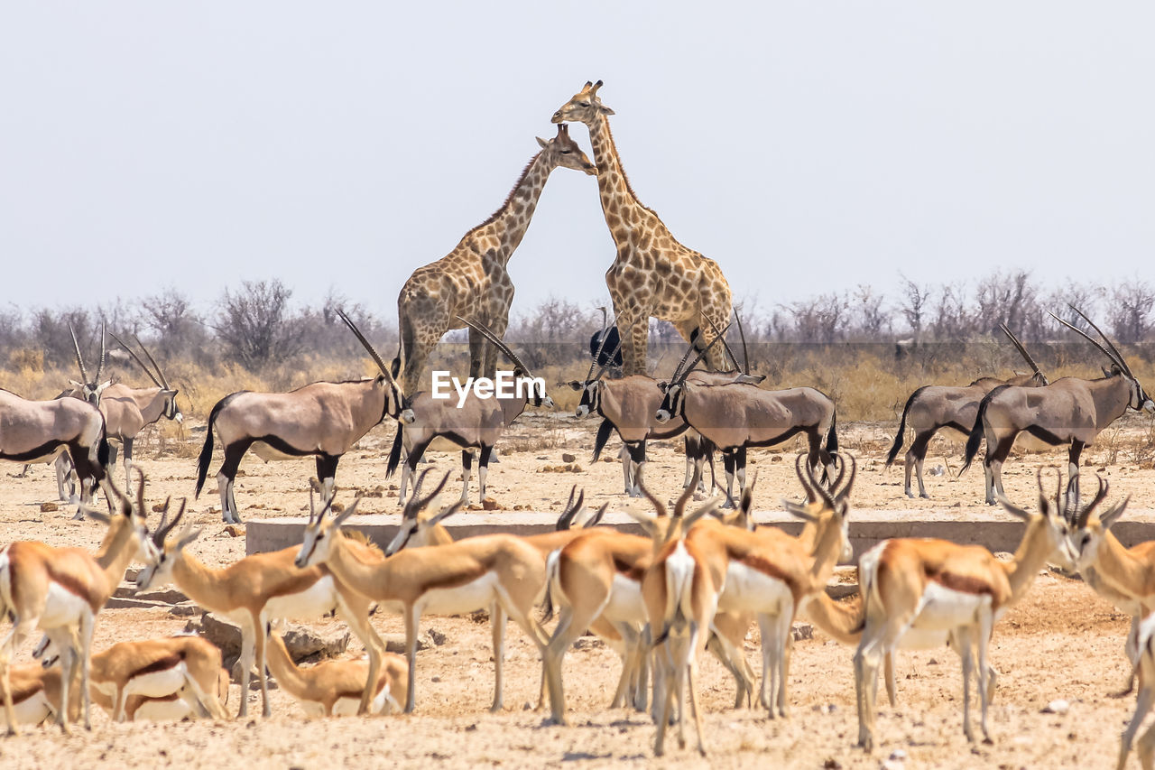 Animals standing on field against clear sky