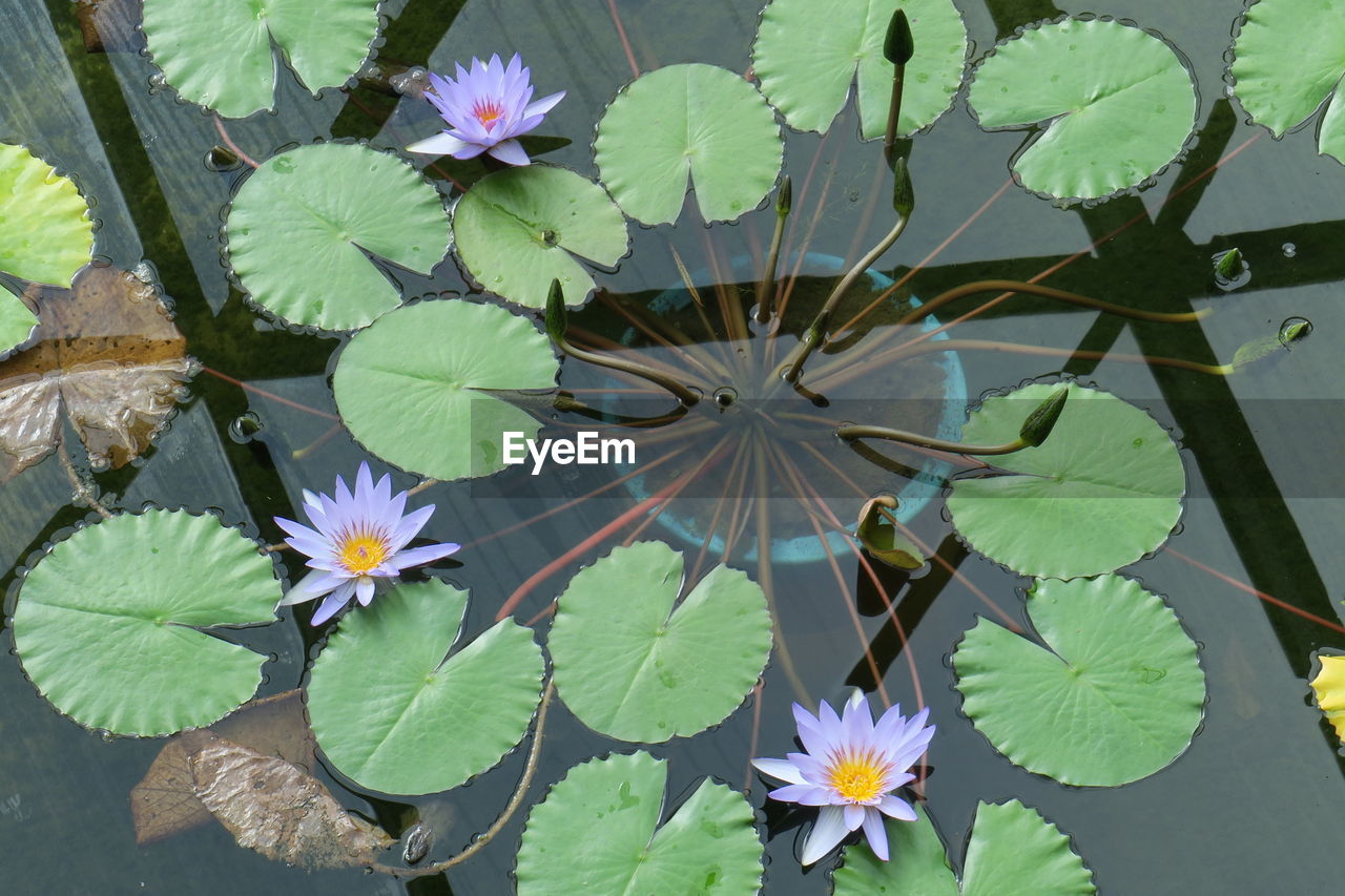 Close-up of leaf pads floating in water