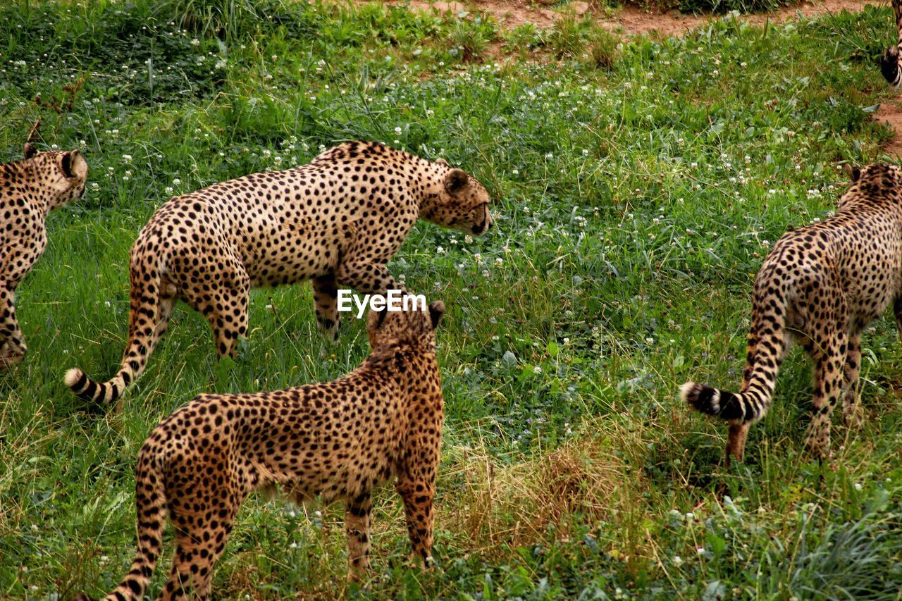 VIEW OF A TIGER IN FIELD