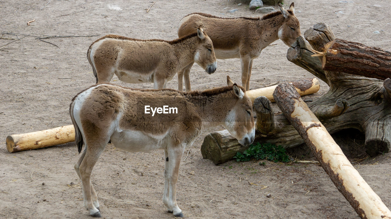 Donkey standing in a field