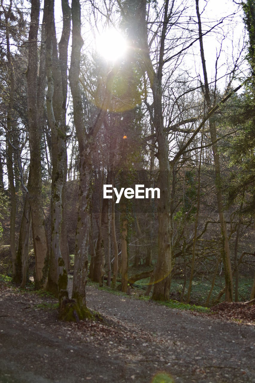 ROAD AMIDST TREES IN FOREST