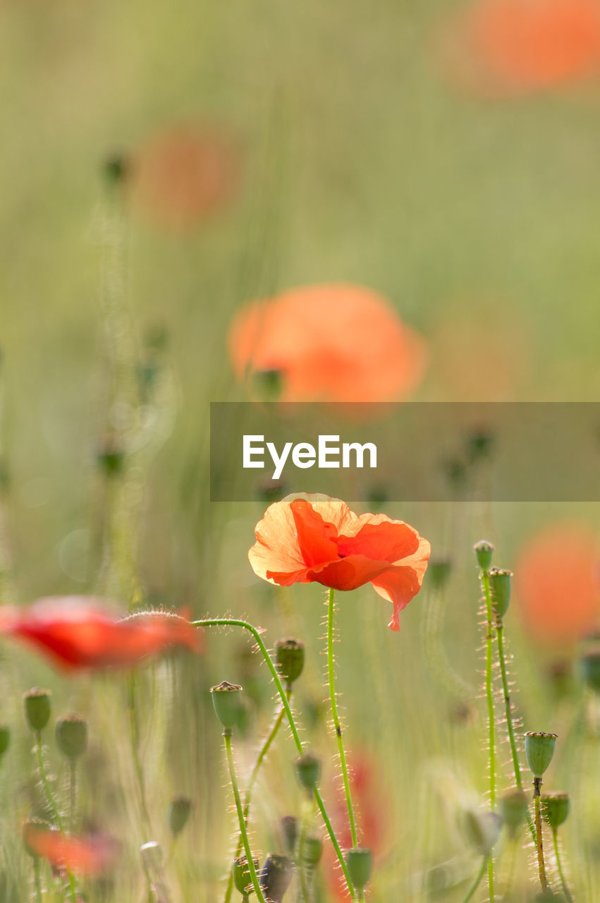 CLOSE-UP OF RED POPPY FLOWER